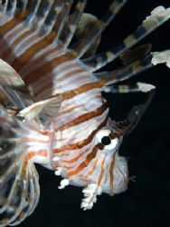 Lionfish taken at Ras Caty with E300. by Nikki Van Veelen 